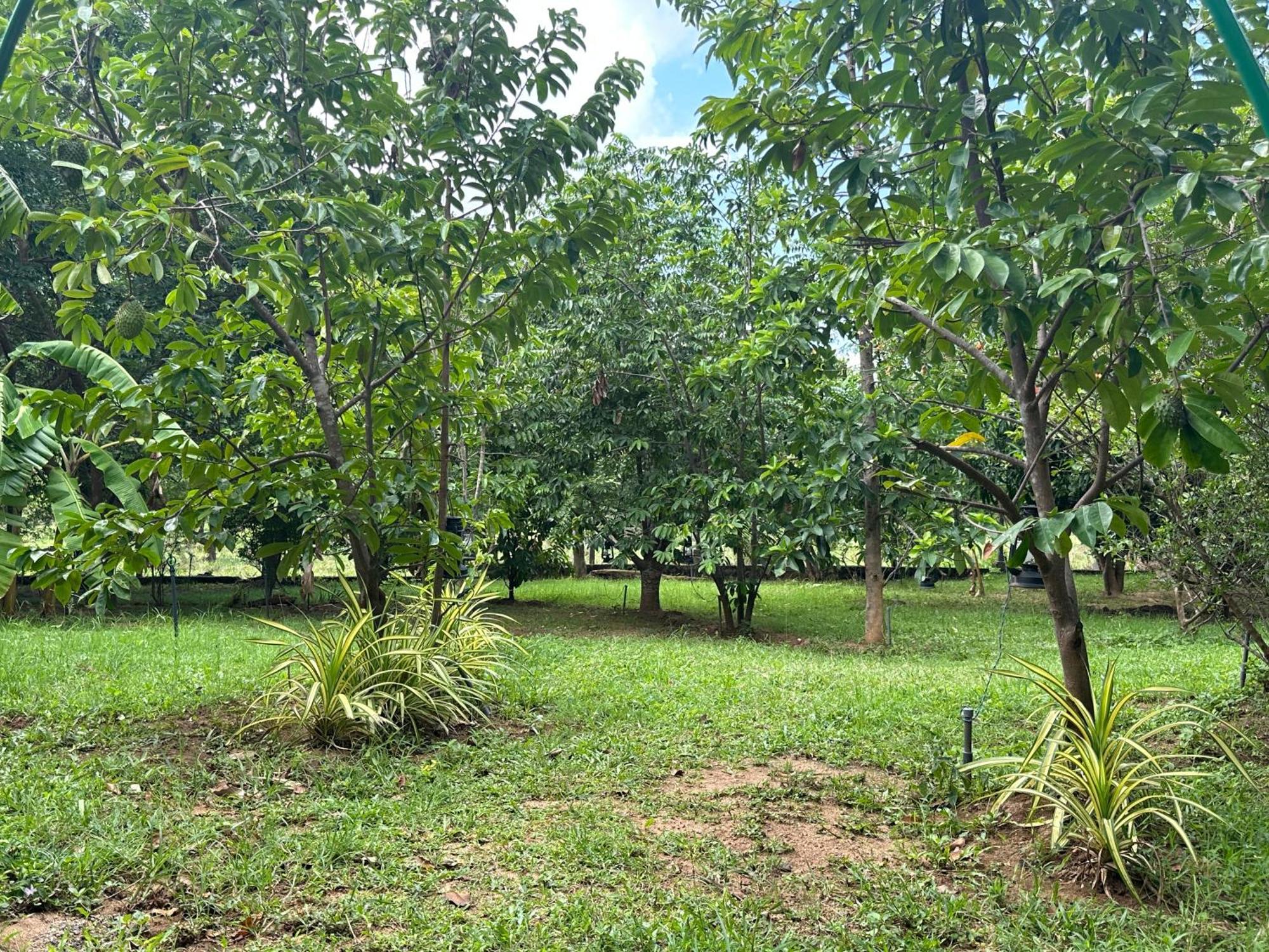 Into The Wild Sigiriya Hotel Buitenkant foto